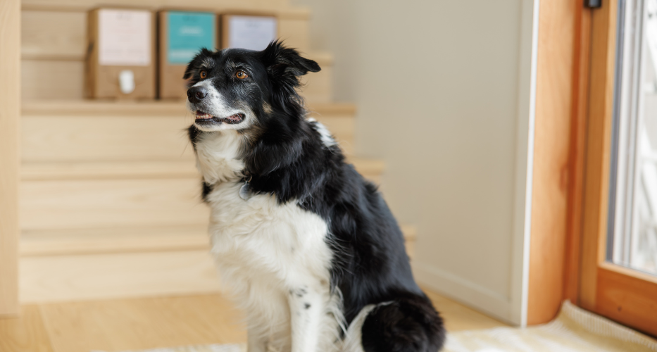 La zoothérapie au bureau, c’est bon pour le moral!