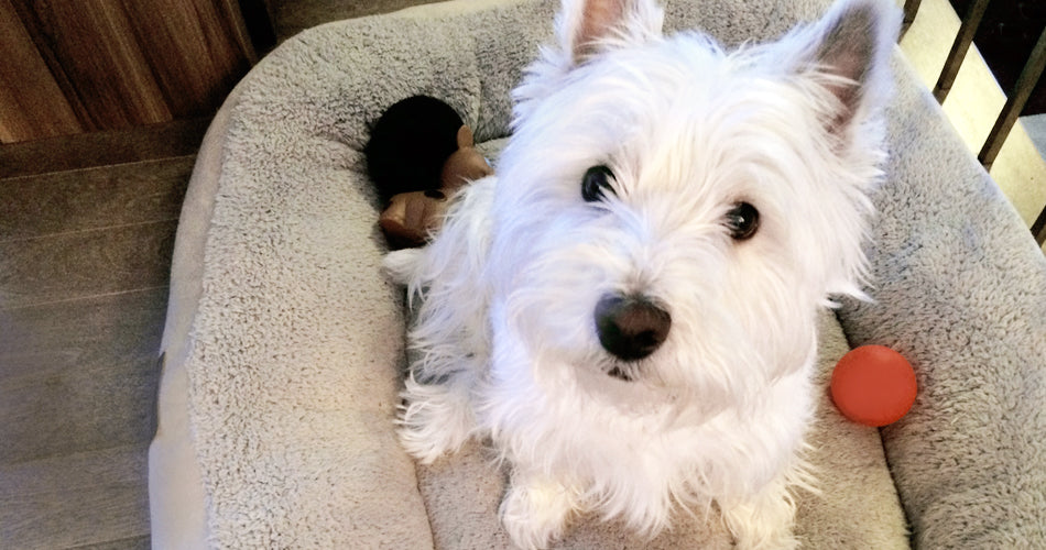 Un environnement propre et en santé pour nos animaux